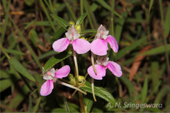 Impatiens yercaudensis